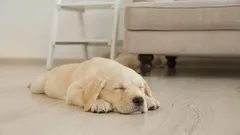 Dlaczego psy kręcą się przed snem: przyczyny tego zabawnego rytuału