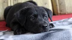 Co myśli i czuje pies, gdy zostawiasz go samego w domu