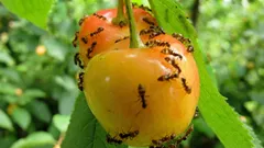 Jak pozbyć się mrówek z działki bez chemikaliów i bez ryzyka dla środowiska lub Twojej rodziny