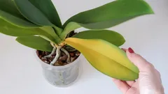 Dlaczego liście orchidei nagle żółkną: 9 głównych przyczyn i sposoby rozwiązania problemu