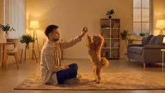 Dlaczego pies przestał się bawić? 4 najczęstsze przyczyny i co powinien zrobić właściciel