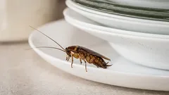 To robi 99% ludzi: dlaczego karaluchy pojawiają się nawet w czystym mieszkaniu