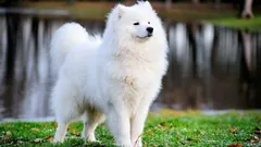 Osiem najrzadszych i najdroższych ras psów na świecie: cechy i ciekawostki