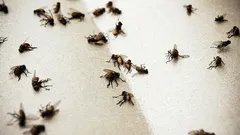 W Twoim domu nie będzie już muszek: pomoże w tym niedrogi środek z dodatkiem wina