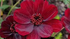 Roślina o zapachu czekolady, o której mało kto wie.