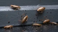 Co zrobić w pierwszej kolejności, gdy zobaczysz karalucha: 8 kroków, które musisz wykonać natychmiast