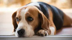 Co według ekspertów czuje twój pies, gdy na niego krzyczysz?