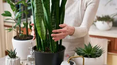 Jak pozbyć się pleśni w domu: 5 roślin doniczkowych, które pomagają przy wysokiej wilgotności