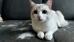 Bez odkurzacza i wałka do usuwania sierści: sprytna sztuczka, dzięki której meble pozostaną wolne od kociej sierści.