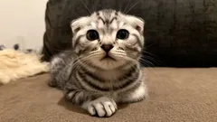 Te koty uwielbiają swoich opiekunów – trzy najbardziej czułe rasy dla rodzin z dziećmi